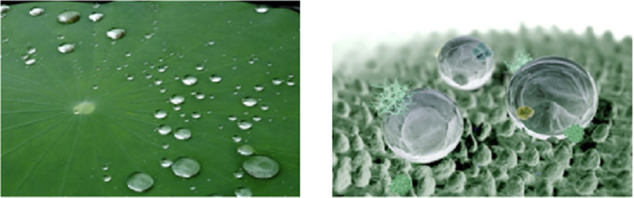 The secret of the hydrophobic layer of the protective film (3)